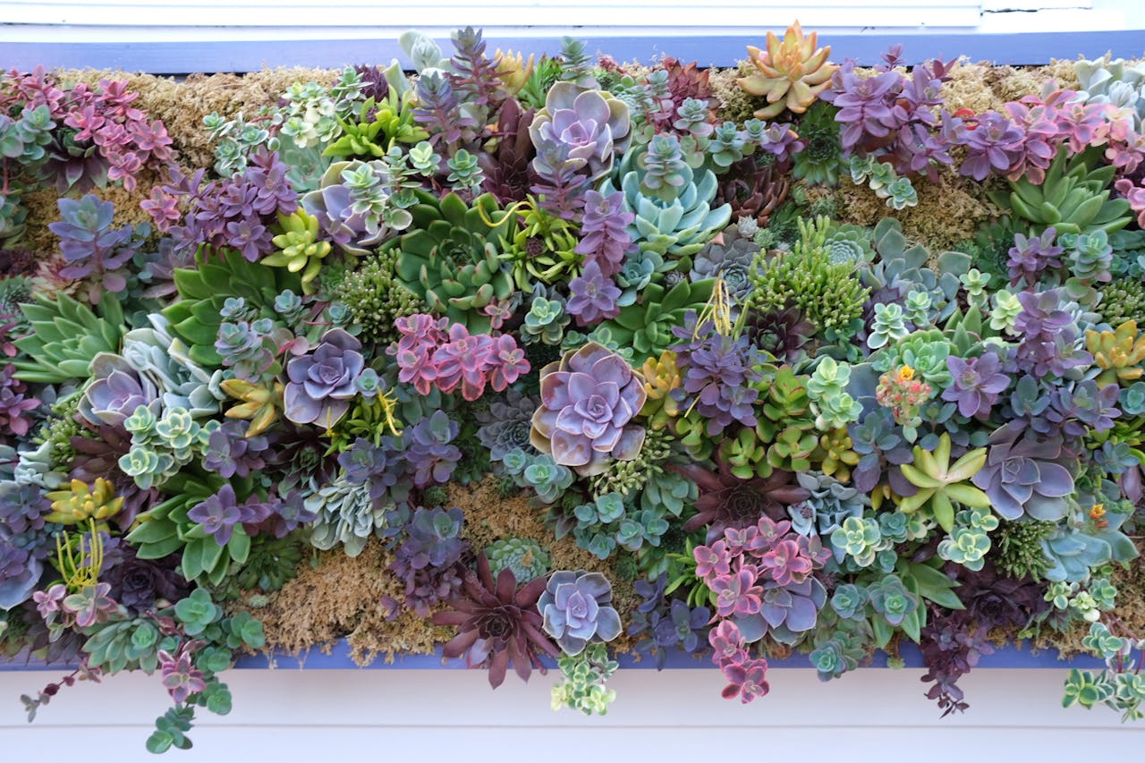 services-02 A colorful wall of succulents showcasing diverse species and hues, photographed in Nantucket.