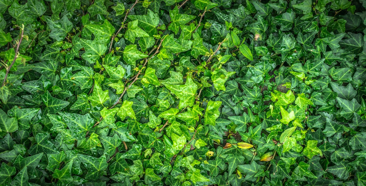 services-01 Close-up of fresh ivy leaves covered with dew drops, showcasing vibrant greenery.