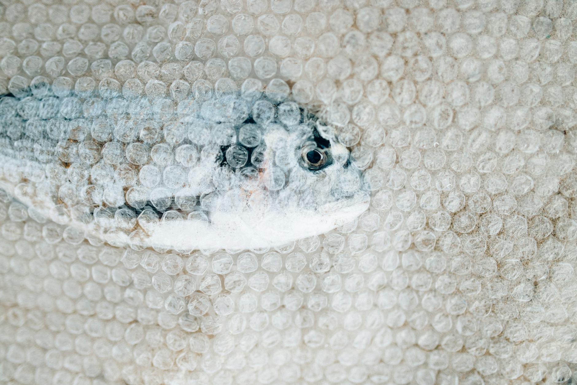 Fish encapsulated in bubble wrap illustrating environmental pollution issue.