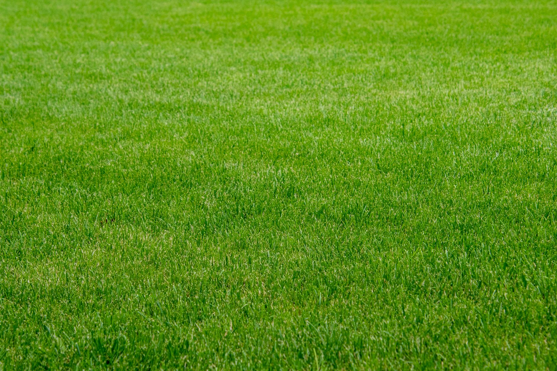 A close-up view of lush, vibrant green grass offering an ideal natural outdoor backdrop.